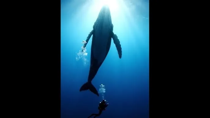 狠狠干百度影音 - 深蓝星球：探索海洋深处的未知世界